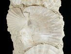 Fossil Pectin Plate - Great Display #13629-4